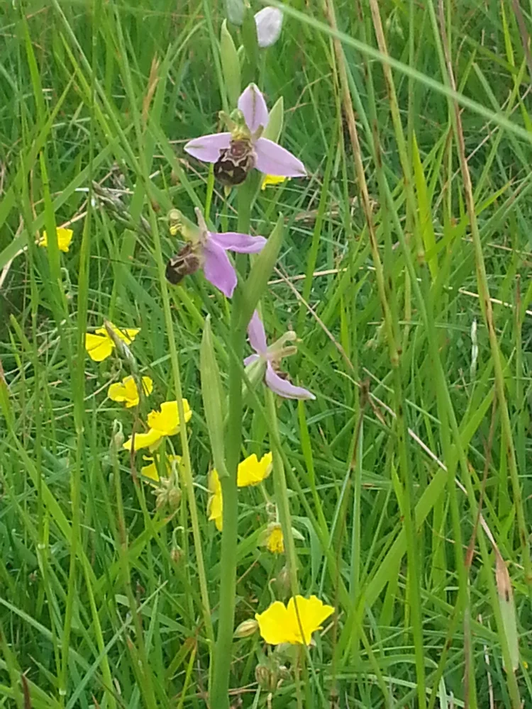 Bee Orchid