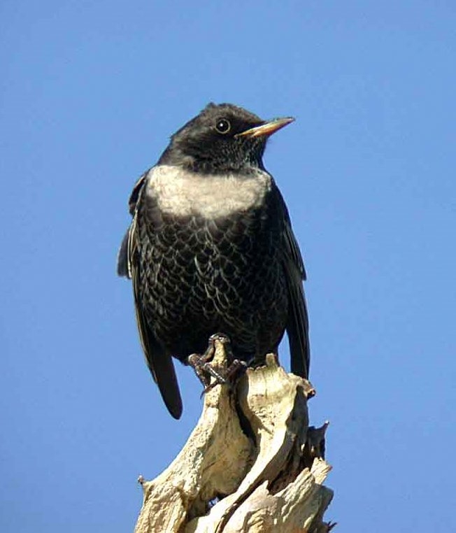 Ring Ouzel by dave pearce