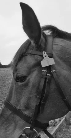 horse_tag_bw_web.jpg