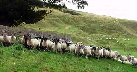 sheep_in_force.jpg