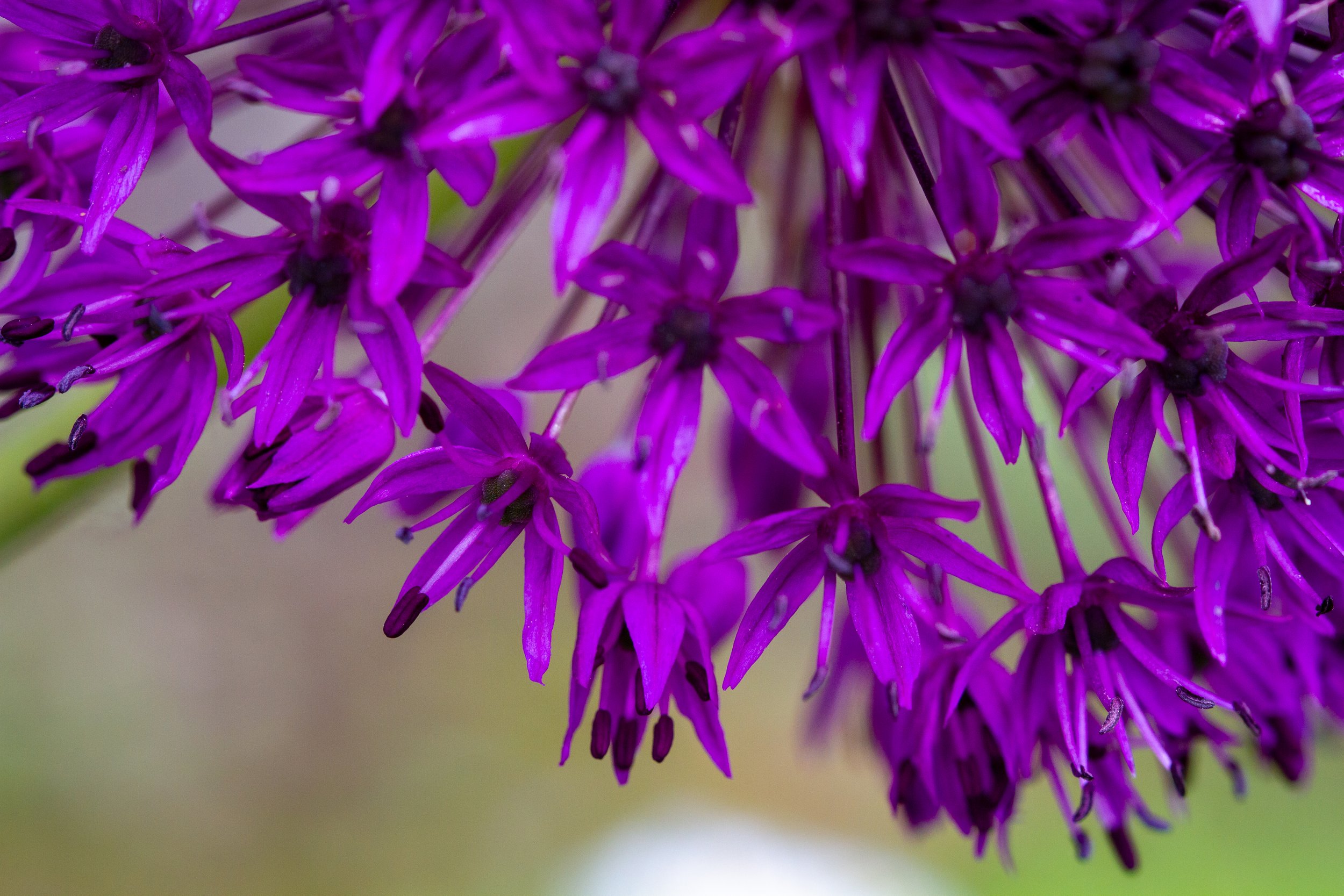  Life took over. You know the score - work, cook, sleep, gigs, walk, occasional holiday, repeat. This summer, I let my camera take over again…  With huge thanks to the vision of Małgorzata Woodley, who brought these blooms to life at a local SEN scho