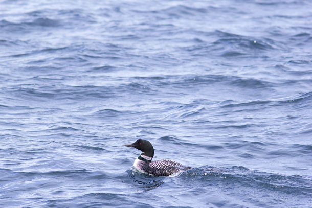 Mike Weedon takes a pelagic trip from Falmouth for close-up views of some hard-to-see birds