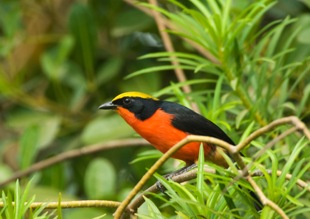 African birding veteran Ian Misselbrook shares the inside secrets of this tourist-friendly nation