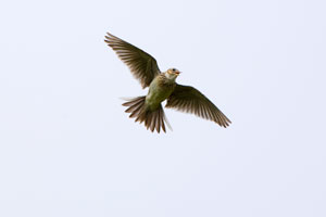 Sky Larks are another under-pressure species that could flourish here