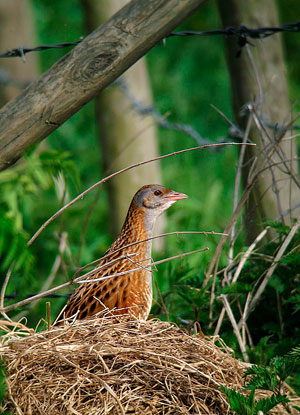 Corn Crake on the Nene Washes. By Mike Weedon.