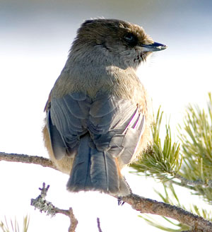 The range of the Siberian Jay