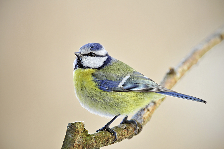 Blue Tit
