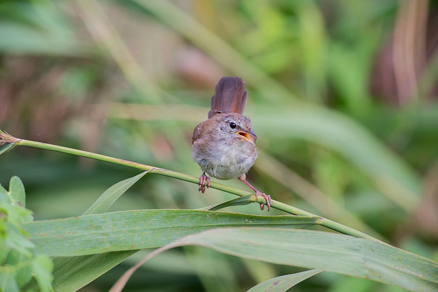 Cetti's Warbler