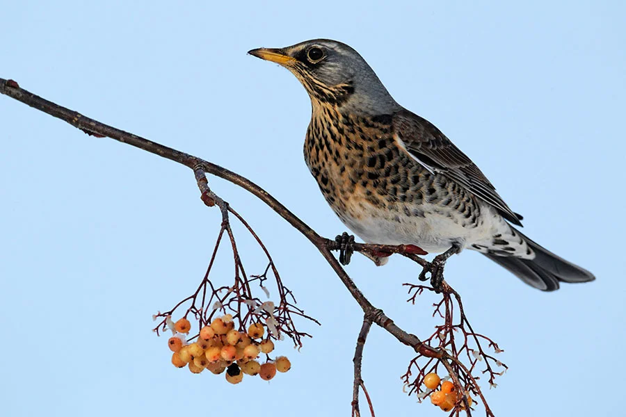 Fieldfare. Image: Alamy