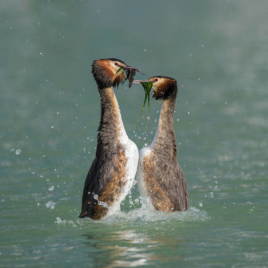 Great Crested Grebe. Image: Alamy