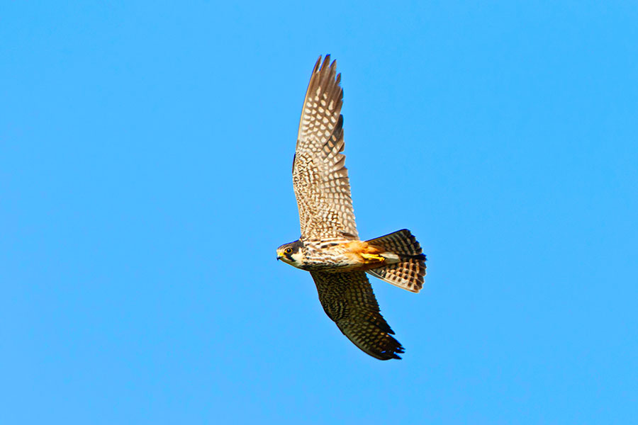 Hobby. Image: Alamy