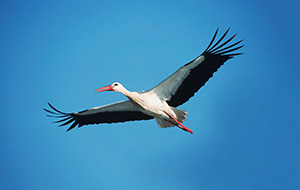 Pic: Rolf Nussbaumer Photography / Alamy