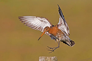 Pic: blickwinkel / Alamy