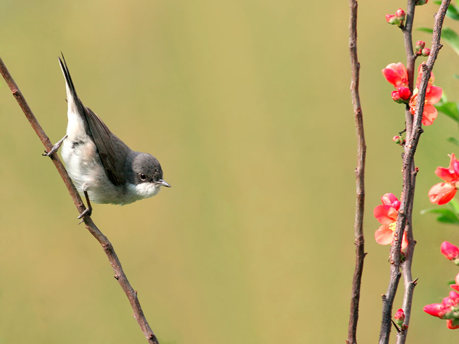 Lesser Whitethroat