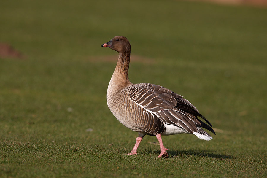 Pink-footed Goose