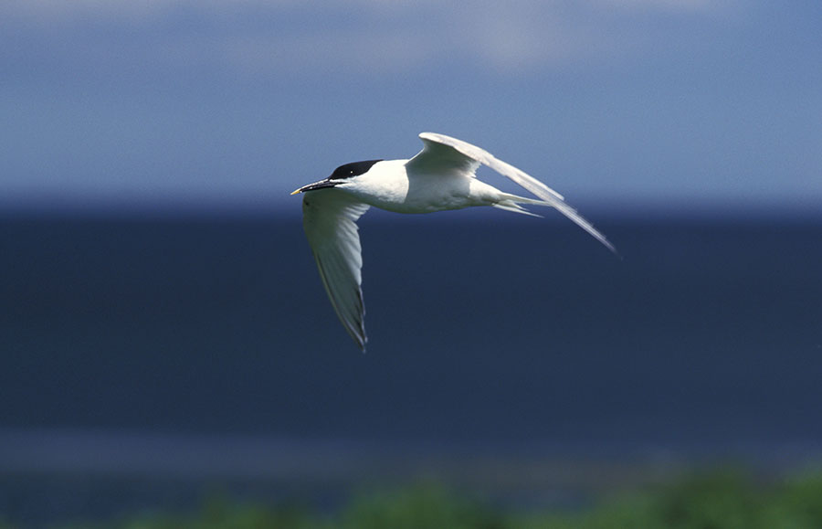 Pic: David Norton / Alamy