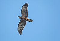 Pic: Robin Chittenden / Alamy