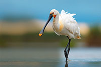 Pic: imageBROKER/Alamy