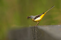 Pic: blickwinkel / Alamy
