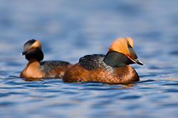 Pic: David Whitaker / Alamy