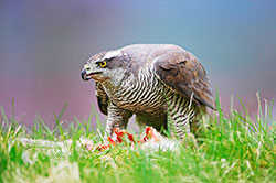 Pic: WILDLIFE GmbH / Alamy