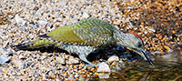 Pic: Malcolm Schuyl / Alamy