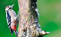 Pic: Our Wild Life Photography / Alamy