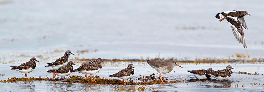 Redshank with Turnstones – pic: Duncan Usher / Alamy