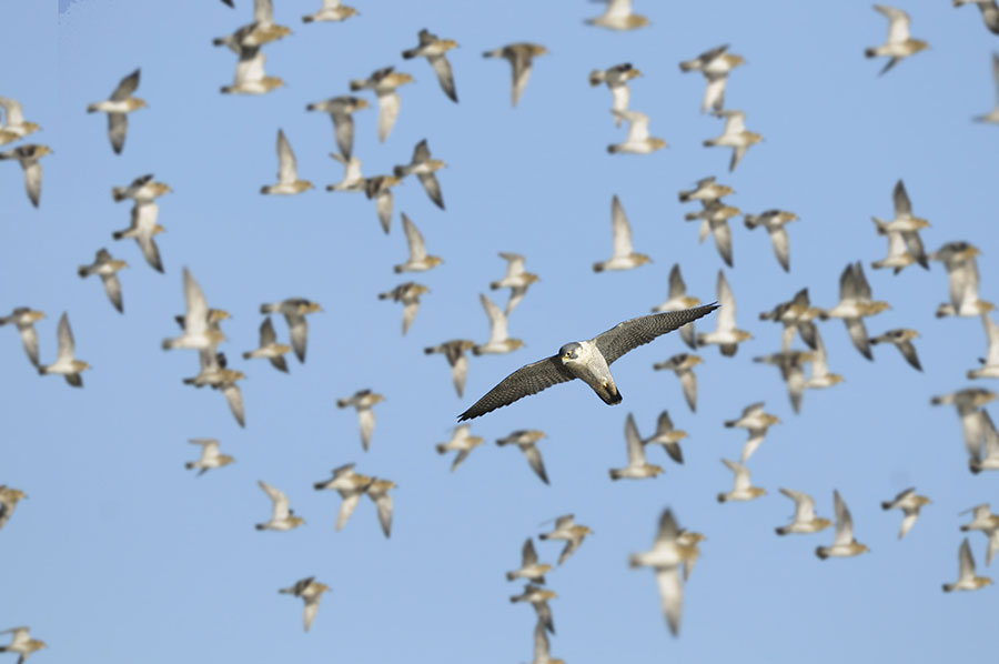 Peregrine scattering Golden Plovers. Pic: Gary K Smith / Alamy