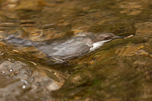 Pic: Graham Ella / Alamy
