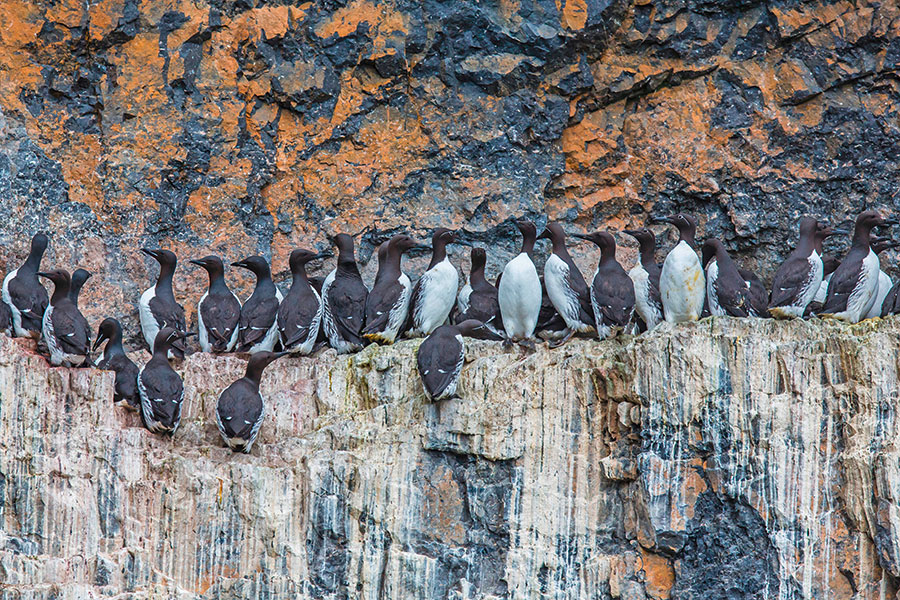 Guillemots. Pic: Robert Harding World Imagery / Alamy