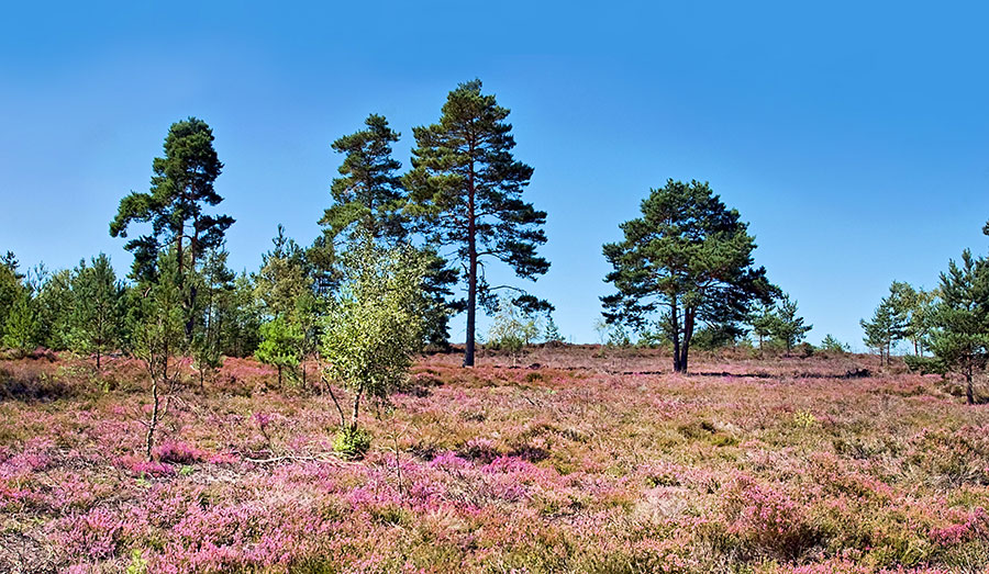 Pic: Steve Taylor ARPS / Alamy