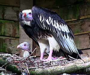 The chick at just over a month old