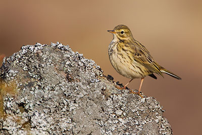 Pic: WILDLIFE GmbH / Alamy Stock photo