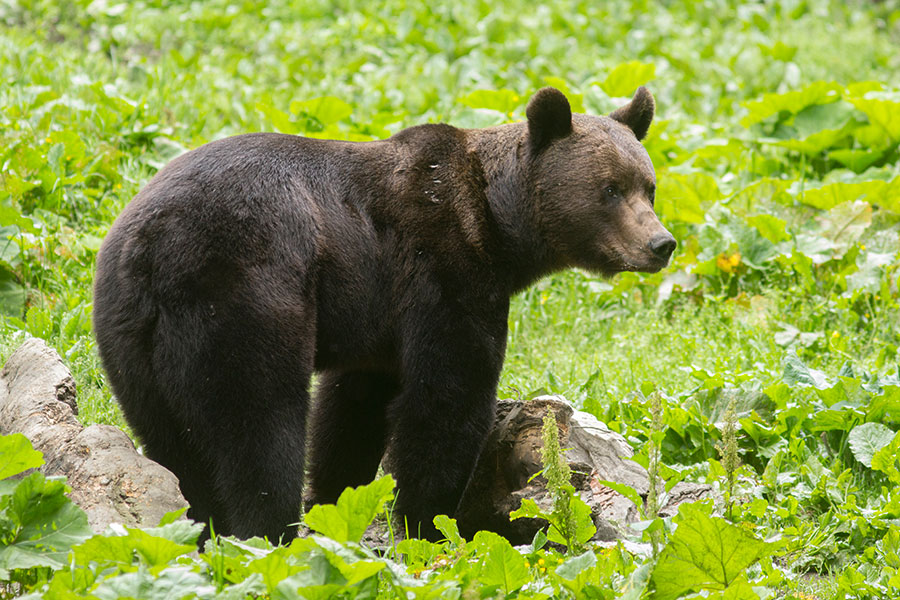 brownbear9838.jpg