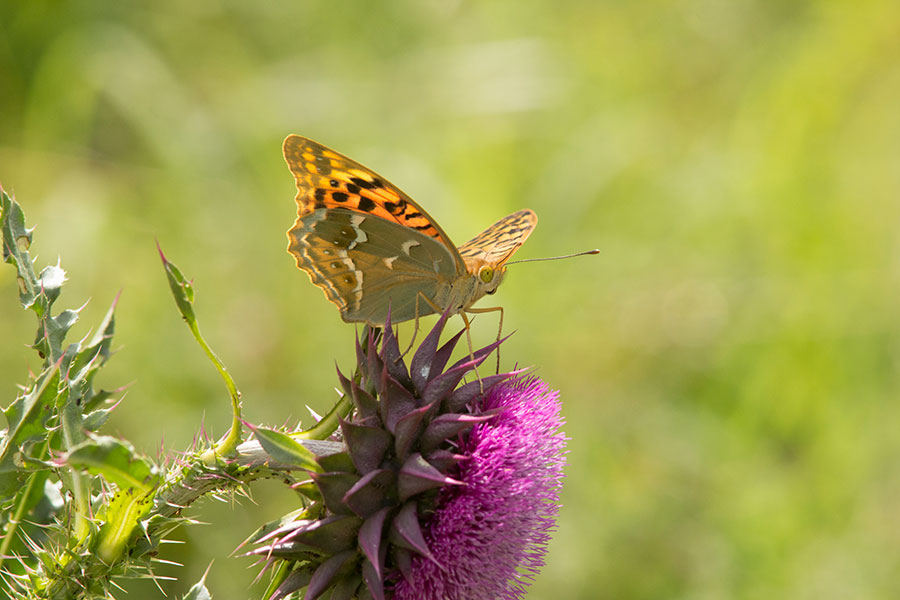 cardinalfritillary1432.jpg