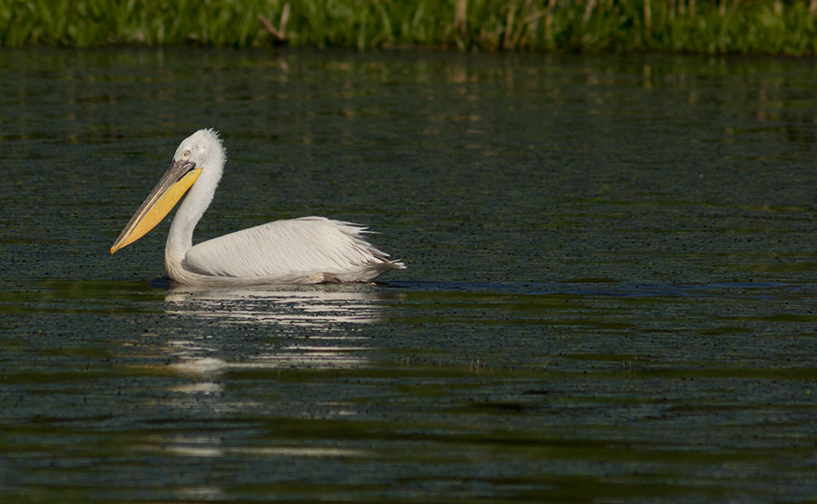 dalmatianpelican0354.jpg