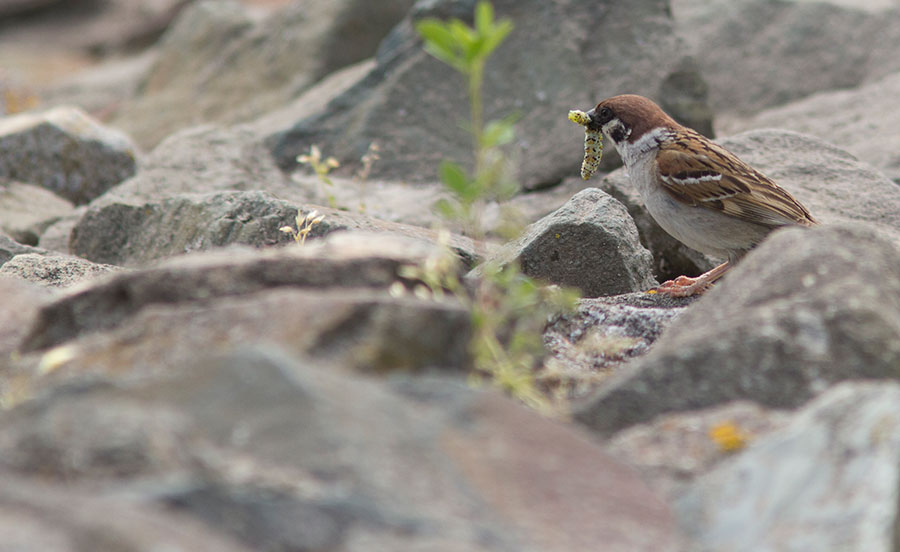 treesparrow1863.jpg