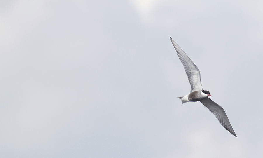 whiskeredtern0143.jpg