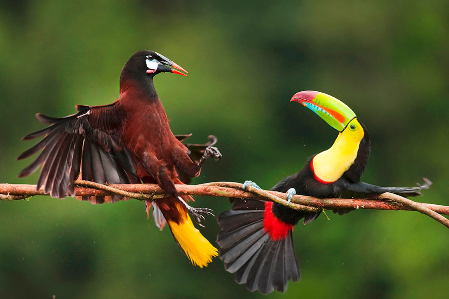 Montezuma Oropedola and Keel-billed Toucan (pic: Nature Picture Library/Alamy)