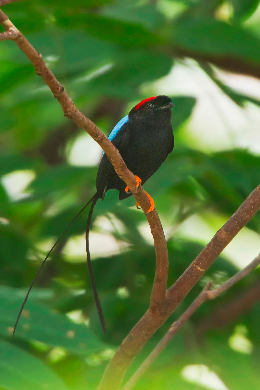Long-tailed Manakin (pic: All Canada Photos/Alamy)