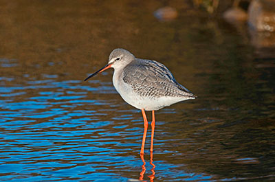 Pic: David Tipling / Alamy Stock Photo