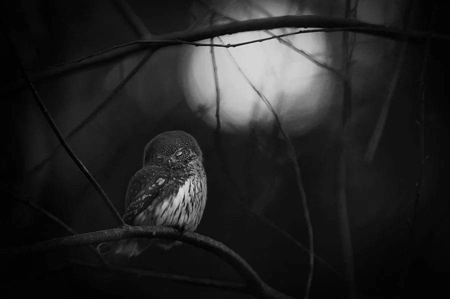 Requiem for an owl