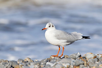 Pic: KEVIN ELSBY / Alamy Stock Photo