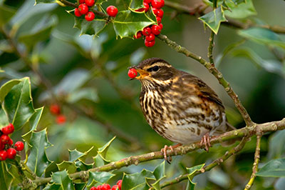 Pic: David Chapman / Alamy Stock Photo