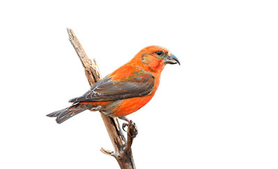 Pic: Robin Chittenden / Alamy
