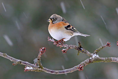 Pic: blickwinkel / Alamy