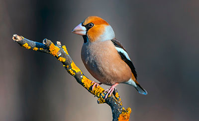 Pic: blickwinkel / Alamy