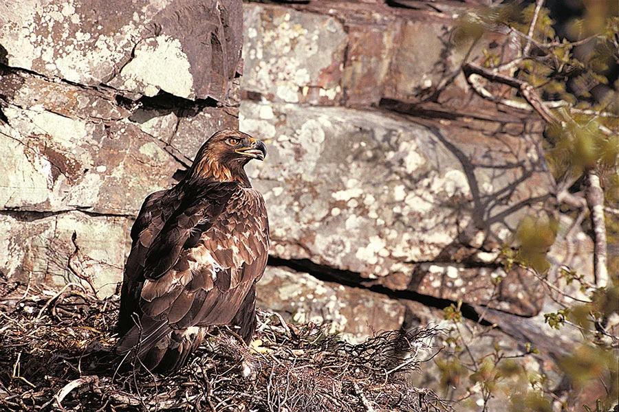 Success story: Scottish Eagle is just one 2016 wildlife highlight. Pic: RSPB