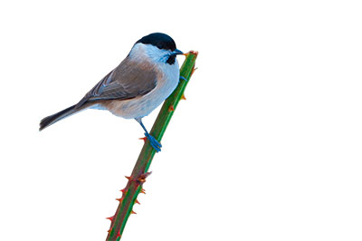 Pic: Arco Images GmbH / Alamy